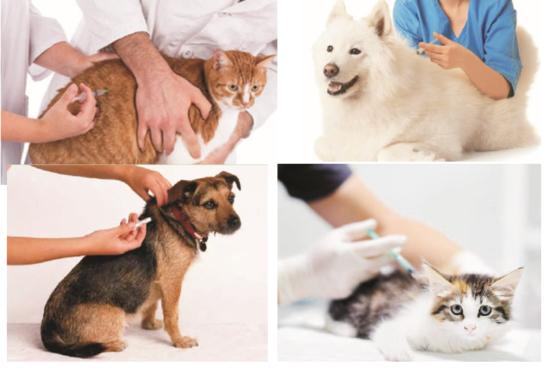 Применение инжектора микрочипа для кошек и животных