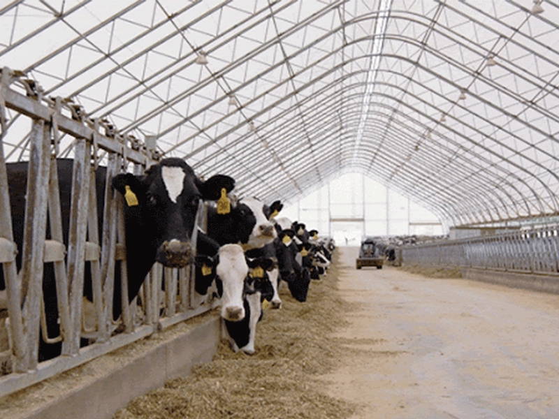 Новый модный стальной конструкционный сарай для животноводческой фермы